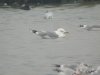 Caspian Gull at Paglesham Lagoon (Steve Arlow) (44998 bytes)